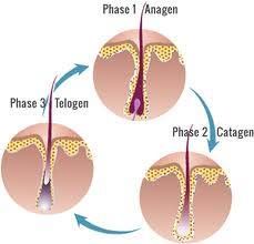 air follows a specific growth cycle with three distinct and concurrent phases: anagen, catagen, and telogen phases. Each phase has specific characteristics that determine the length of the hair. All three phases occur simultaneously; one strand of hair may be in the anagen phase, while another is in the telogen phase. Hair Science, Epidermal Growth Factor, Hair Structure, Ad Ideas, Hair Growth Cycle, Makeup Supplies, Different Hair Colors, Club Hairstyles, Mens Hair