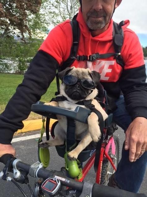 This dog seat so your can bring your pet with you on rides. | 15 Helpful Bike Accessories Everyone Should Own Adventure Dog, Dog Gadgets, Biking With Dog, Dog Seat, Bicycle Seats, Cool Bike Accessories, Bike Rides, Dog Crafts, Dog Help