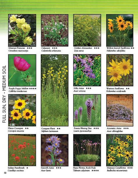 Photo Gallery - Missouri Wildflowers Nursery in Missouri Midwest Flowers, Missouri Wildflowers, Wildflower Path, Wildflowers Nursery, Texas Native Plants, Cutout Cookies, Garden Flower Beds, California Native Plants, Native Plant Gardening