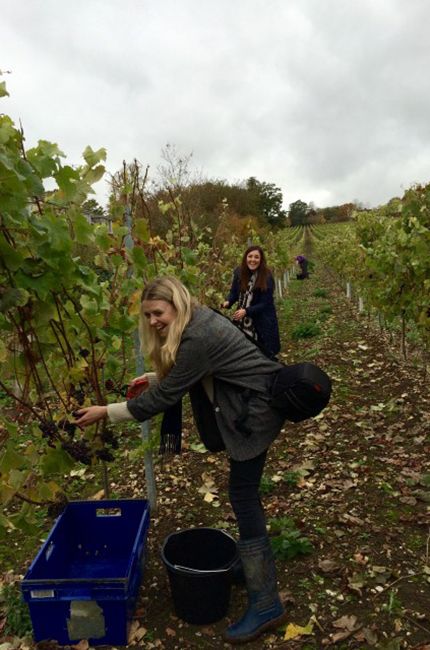 Grape picking Grapes Picking, Wine Content, Grape Picking, Seasons Changing, Nature Outfits, Grape Harvest, Wine Grapes, Grape Harvesting, Cut It