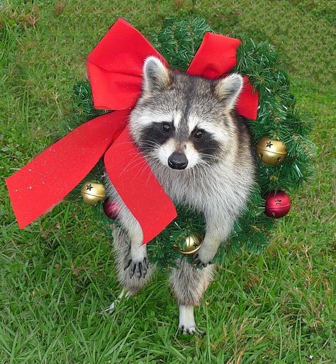 Racoon Funny, Baby Racoon, Chilling At Home, Christmas Raccoon, Animal Decorations, Raccoon Dog, Cutest Dogs, Raccoon Funny, The Flood