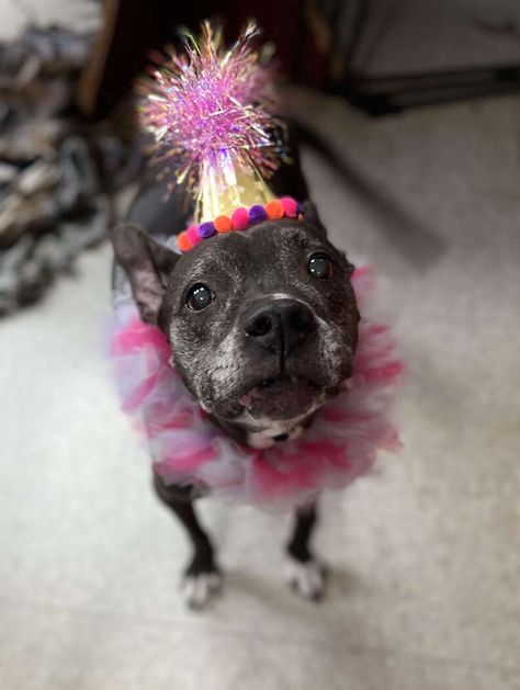 Shelter Throws The Sweetest Surprise Party For Unadoptable Senior Dog - The Dodo Breed Reveal Party Dog, Stuffed Dog Adoption Party, Housebreaking Older Dogs, For Loco, Dog Adoption Event, Adopt A Shelter Pet Day, Vet Technician, Moms Best Friend, Office Dog