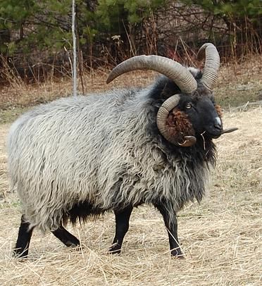 Golden Grove Farm - Navajo Churro Sheep | Thor Cattle Business, Navajo Churro Sheep, Fiber Animals, Wool Products, Sheep Breeds, Animal Husbandry, Animal Help, Sheep Farm, Woodland Friends