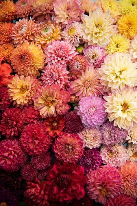 Swoon-Worthy Dahlia Varieties for your Cut Flower Garden Dahlia Growing, Dahlia Flower Garden, Dahlia Varieties, Grow Dahlias, Cold Climate Gardening, Dahlia Bouquet, Perennial Vegetables, Growing Dahlias, Flower Farmer