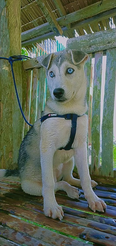 Husky Labrador Mix Dogs, Labsky Dog, Thai Ridgeback, Labrador Mix, Siberian Husky Dog, Husky Mix, Mixed Breed Dogs, Husky Dogs, Dog Sledding