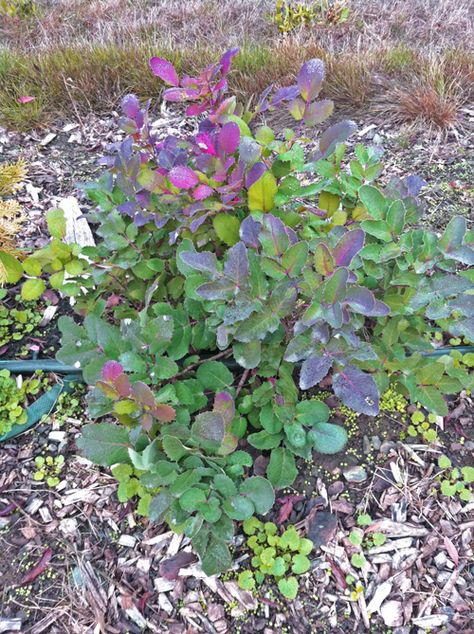 Mahonia repens - Creeping Oregon Grape - shade tolerant evergreen - zones 3-8 Creeping Mahonia, Colorado Gardening, Shade Landscaping, Cat Safe Plants, Oregon Grape, Sloped Garden, City Garden, Lush Garden, Garden Gates