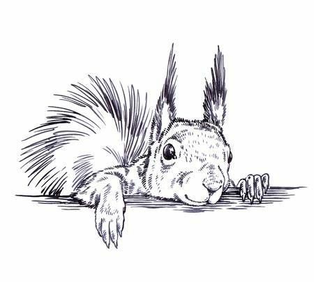 Squirrel Tattoo, Squirrel Illustration, Squirrel Pictures, Illustration Kunst, Squirrel Art, Horror Tattoo, Cute Squirrel, Drawing Images, Sketch Painting