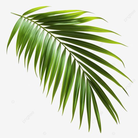 summer coconut palm tree leaf Palm Tree Graphic, Palm Tree Leaf, Tree Palm, Coconut Leaves, Palm Branch, Coconut Palm Tree, Palm Tree Leaves, Tree Graphic, Coconut Palm