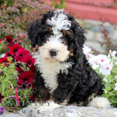 Tyler • Bernedoodle - Mini • Infinity Pups Mini Bernedoodle Full Grown, Bernedoodle Mini, Bernadoodle Puppy, Bernedoodle Puppies, Mini Bernedoodle, Mini Puppies, Bernedoodle Puppy, Companion Dog, Mountain Dog