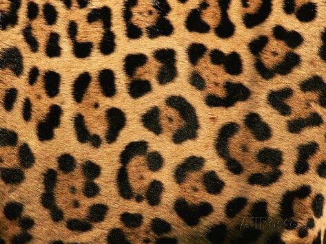 Jaguar Print Diy Fashion No Sew, Jaguar Leopard, Sew Your Own Clothes, Jaguar Print, Sewing Blogs, Couture Sewing, Affordable Wall Art, Frames For Canvas Paintings, Diy Style