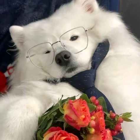 Samoyed Matching Pfp, Blue Dog Aesthetic, White Samoyed, Samoyed Puppies, Boo The Dog, Cute Names For Dogs, Cute Dog Wallpaper, Samoyed Puppy, Samoyed Dogs