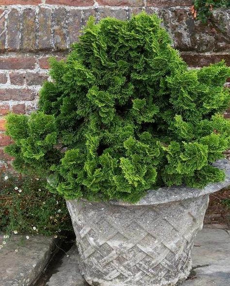 20 Best Evergreen Shrubs - Types of Evergreen Bushes Evergreen Plants For Pots, Flowering Evergreen Shrubs, Evergreen Potted Plants, Evergreen Container, Plants For Pots, Small Evergreen Shrubs, Evergreen Bush, Hinoki Cypress, Garden Remedies