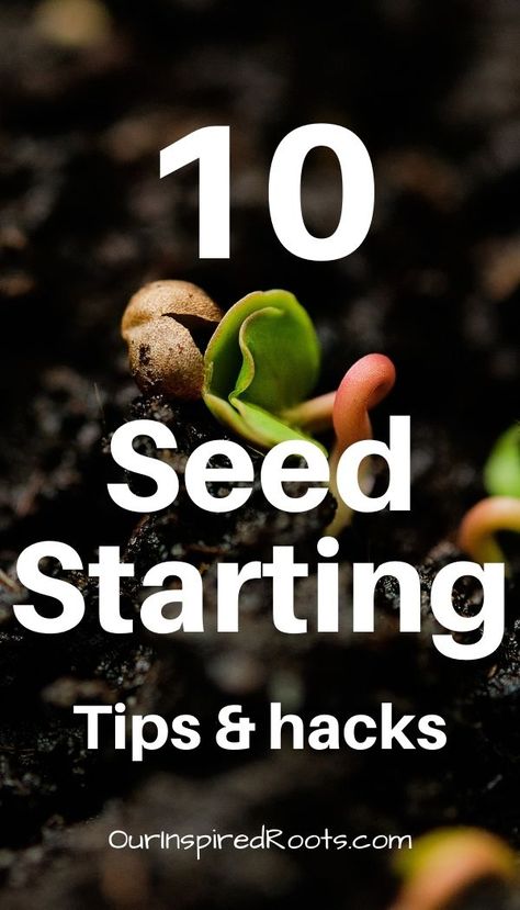 These seed starting tips and hacks will help make your spring much easier. Learn tips for seed starting indoors and outdoors. #gardening #seedstarting Seed Starting Indoors, Seed Starting Calendar, Starting Seeds Inside, Starting Vegetable Seeds, Seed Starting Mix, Starting Seeds Indoors, Mini Greenhouse, Growing Indoors, Seed Packets