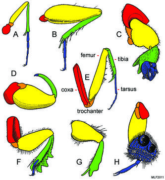 Picture Ant Anatomy, Leg Types, Insect Legs, Insect Anatomy, Leg Anatomy, Prompt Ideas, Cool Insects, Cool Bugs, Bug Art