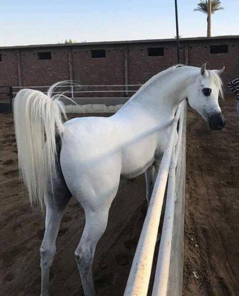 White Arabian Horse, Elegant Horse, Free Horses, Beautiful Arabian Horses, Big Horses, Horse Videos, Horse Aesthetic, Dream Horse, All About Horses