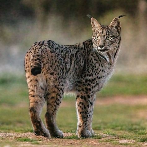 El lince ibérico ya no está en peligro de extinción Cute Stationary, Zoology, Lynx, Big Cats, Google Images