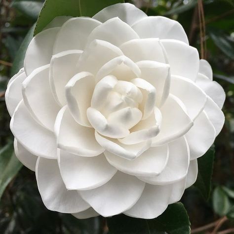 Camellia Flower Bouquet, White Camellia Flower, Camellia Plant, Camellia Flowers, Scent Garden, White Camellia, Camellia Japonica, Camellia Flower, Moon Garden