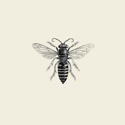 bee black and white pictures - Google Search Wasp Tattoo, Vintage Honey Bee, Bee Illustration, Foto Transfer, Vintage Bee, Bee Tattoo, 1 Tattoo, Bee Art, Bees Knees