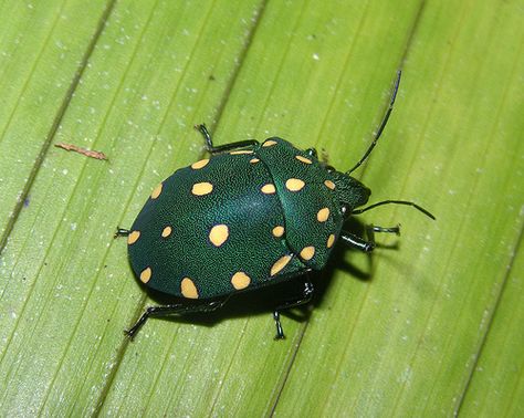 Weird Bugs, Shield Bug, Shield Bugs, Peruvian Amazon, Beautiful Insects, Cool Insects, Cool Bugs, Morpho Butterfly, Beetle Bug