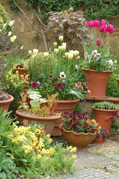 Tulip Avignon Container Garden Design, Potted Plants Outdoor, Container Gardening Flowers, Garden Containers, Spring Bulbs, Small Gardens, Types Of Flowers, Container Plants, Spring Garden