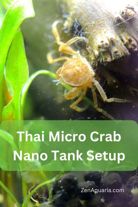 Learn how to set up and aquascape a 2-gallon aquarium for Thai micro crabs. These fully aquatic crabs are one of the best aquarium pets for nano tanks. Thai Micro Crab, Nano Aquarium Aquascaping, Tall Fish Tank, Tall Aquarium, Freshwater Aquascape, 5 Gallon Aquarium, Aquarium Pets, Shrimp Tank, Nano Aquarium