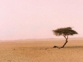 Arbre de Tenere, world's most solitary tree. Desert Tattoo, Metal Arbor, Desert Trees, Electronics Wallpaper, Live Tree, Sacred Tree, The Sahara Desert, The Lure, Collage Inspiration