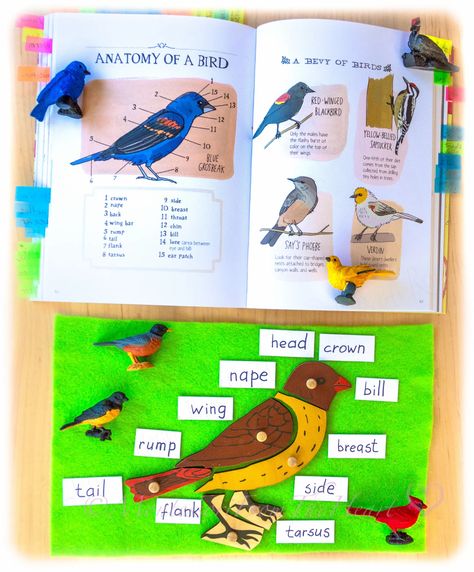 Jan-5-National-Bird-Day-Puzzle-Parts-of-Bird 50-Best-Winter-Kids-Activities | Montessori winter kids activities study to promote STEM, literacy, numeracy & fine-motor control through DIYs & hands-on learning. #montessori #preschool #homeschool #montessoriathome #earlylearning #kidsactivities #winteractivities #wintercrafts #winterwithkids #winterbooks #winterdiy #diy #earlyyears #prek #preschool #birdstudy Preschool Bird Theme, Montessori Spring, Preschool Birds, Dino Museum, Nature Anatomy, Leaf Activities, Bird Crafts Preschool, Bird Puzzle, Kids Sensory Activities