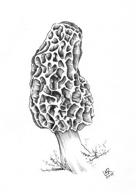 Cypress Illustration, Morel Mushroom Drawing, Morel Mushrooms Art, Draw Mushrooms, Coral Painting, Gothic Tattoos, Mushroom Tattoo, Wood Burning Patterns Stencil, Line Tattoo Ideas