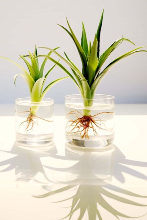 You can propagate aloe vera plants in water, but it's a little tricky. This article will guide you through turning aloe vera cuttings into healthy new plants. Aloe In Glass Vase, Rooting Aloe Vera Plants, Aloe Plant Propagation, How To Propagate Aloe Vera, Aloe Vera Plant Propagation, Aloe Vera In Water, Propagating Aloe Vera, Propagating Aloe, Propagate Aloe