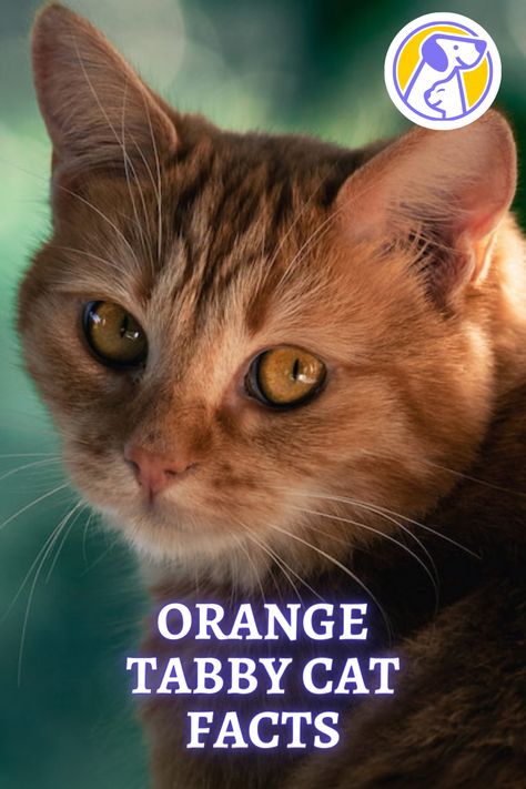 What Breed Of Cat Is An Orange Tabby? What Is So Special About Orange Tabby Cats? Are Orange Tabby Cats Good Pets? Red Tabby Cat, Tabby Kitten Orange, Cat Orange, Cat Personalities, Tabby Cats, Tabby Kitten, Orange Tabby Cats, Orange Cats, Orange Tabby