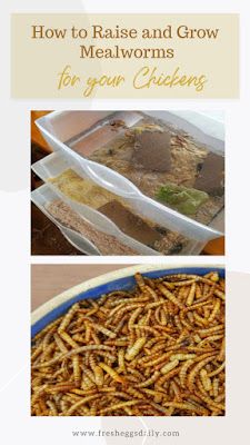 Breeding Mealworms, Meal Worms For Chickens, Chicken Feed Diy, Meal Worms Raising, Mealworm Farm, Raising Meat Chickens, Worm Farming, Meal Worms, Tea Remedies