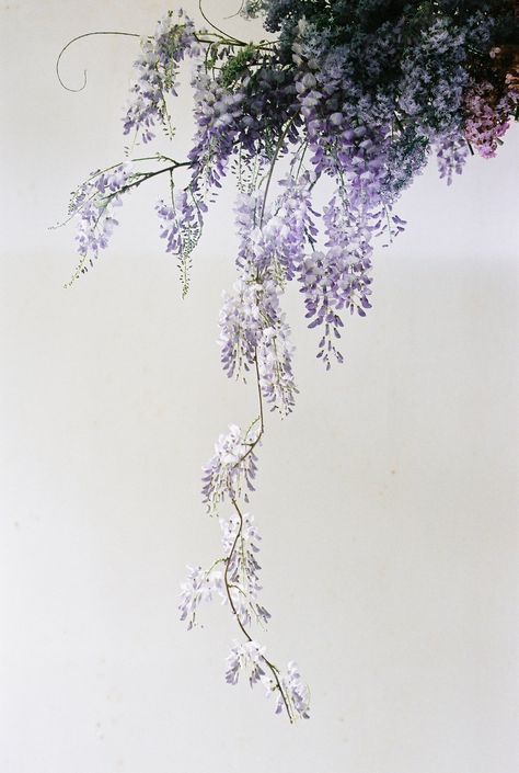 Wisteria Aesthetic, Purple Flowers Aesthetic, Cloud Installation, Hanging Lavender, Flower Cloud, Wisteria Flower, Trailing Flowers, Wisteria Tree, Purple Wisteria