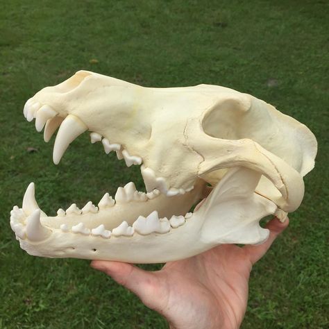 Wolf Skull Drawing Reference, Wolf Skull Reference, Wolf Skull Art, Animal Skull Reference, Bone Identification, Fossil Identification, Skulls Animal, Dire Wolves, Animal Skull Decor