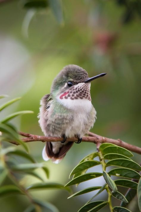 Baby Hummingbird Hummingbird Migration, Baby Hummingbirds, Gardening Essentials, Bee Hummingbird, Hummingbird Photos, Squirrel Proof Bird Feeders, Bird Migration, Most Beautiful Birds, Tiny Bird