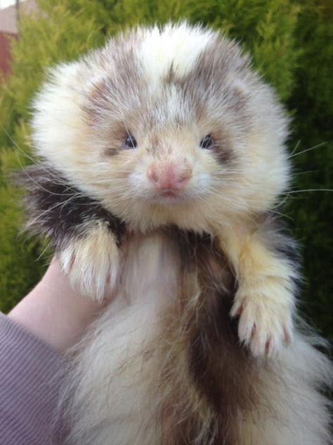 Angora Ferret, 3 Ferrets, European Polecat, Ferret Care, Ferret Stuff, Ferrets Care, Baby Ferrets, Funny Ferrets, A Ferret