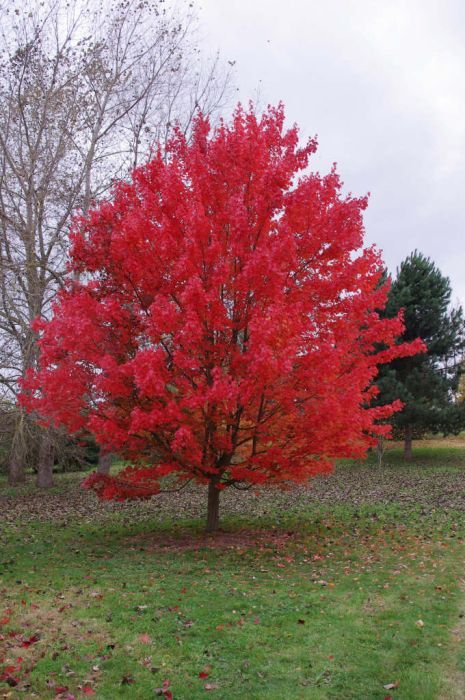 Acer Rubrum October Glory, October Glory Maple Tree, Wetland Plants, Xeriscape Garden, Acer Rubrum, Green Infrastructure, Red Maple Tree, Garden 2023, Patio Trees