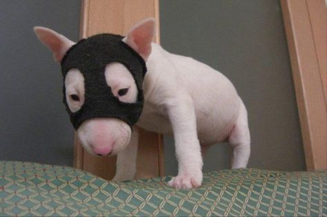 Pup Mini Bull Terriers, English Bull Terrier, Bull Terrier Puppy, English Bull Terriers, Silly Dogs, Bull Terriers, Staffordshire Bull Terrier, Bull Terrier Dog, Silly Animals