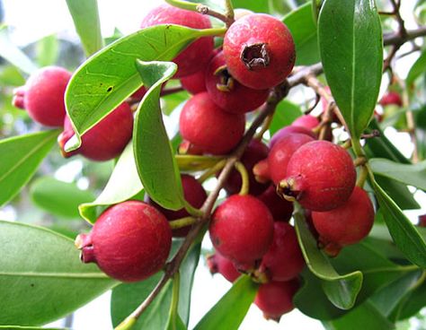 Strawberry Guava… Guava Jelly! Guava Plant, Guava Recipes, Cherry Plant, Pineapple Guava, Guava Tree, Guava Leaves, Guava Fruit, Strawberry Guava, Guavas