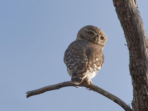 Forest Owlet (Athene blewitti) by Tarique Sani. Back Profile, Owl Species, Marcel Proust, Nature Birds, Endangered Species, Song Bird, The Birds, Tree House, Owls