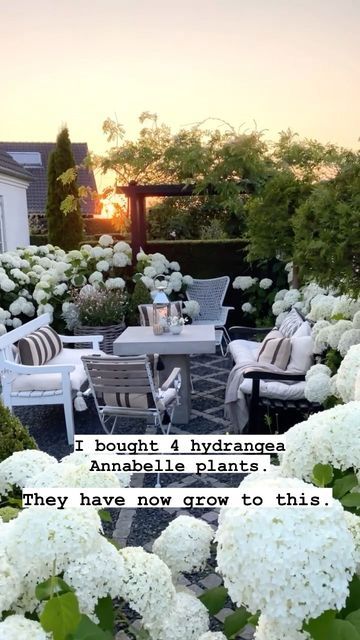 White Hydrangea In Pots, Hydrangea Hanging Basket, Annabelle Hydrangea Front Of House, Incrediball Hydrangea Landscaping, Hydrangea Front Of House, Hamptons Front Garden, Hydrangea Planters, Hydrangea Annabelle, Landscape Shrubs