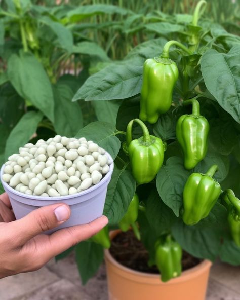 10+ best kept secrets for growing the best bell peppers around the block How To Plant Bell Pepper Seeds, Growing Bell Peppers From Seeds, Growing Peppers In Garden, Best Way To Grow Strawberries, Pepper Growing, Bell Pepper Plant, Growing Vegetables In Pots, Growing Peppers, Pepper Plant