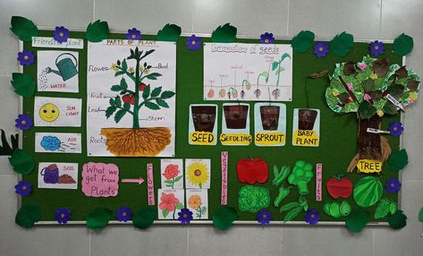 Plants Theme Board Ideas, Plants Theme Board Ideas For Preschool, Plant Science Fair Projects, Garden Bulletin Boards, Garden Kindergarten, Plant Lessons, Theme Board, Plant Activities, Dramatic Play Preschool