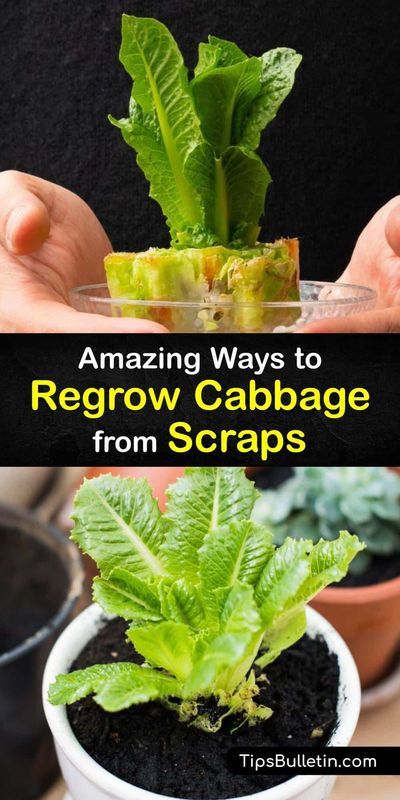 Gather your kitchen scraps and create new plants from old ones with a glass of water and a windowsill. This unique gardening method shows you how to regrow old cabbage, green onion, leeks, and… Regrow Cabbage, Grow Cabbage, Regrow Green Onions, Growing Cabbage, Growing Celery, Cabbage Plant, Regrow Vegetables, Covered Backyard, Onion Leeks