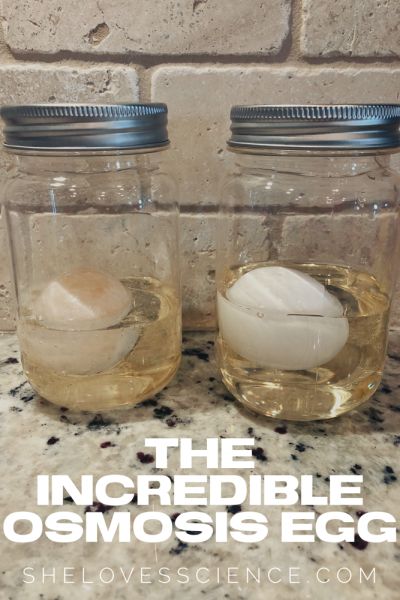 Easter Egg Osmosis Science Project, Osmosis And Diffusion Experiment, Osmosis Experiment, Earth Science Experiments, Rubber Egg, Easter Stem, Egg Experiments, Cool Science Fair Projects, Biology Projects