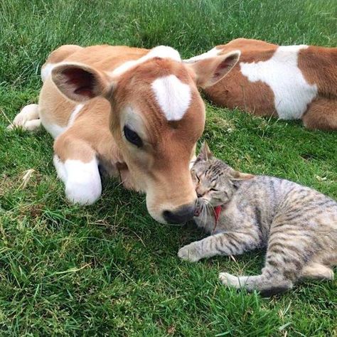 Animals Friendship, Baby Cows, Baby Deer, Cute Cows, Sweet Animals, Unconditional Love, Cute Little Animals, Show Us, Animals Friends