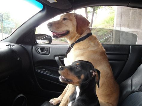 Soxy & Fenway Two Peas in a Pod Yellow Lab/Golden Retriever Doberman Pinscher/Boxer Doberman And Golden Retriever, Golden Retriever Girl, Two Peas In A Pod, Doberman Puppy, Peas In A Pod, Girl Couple, Aesthetic Life, Dog People, Yellow Lab