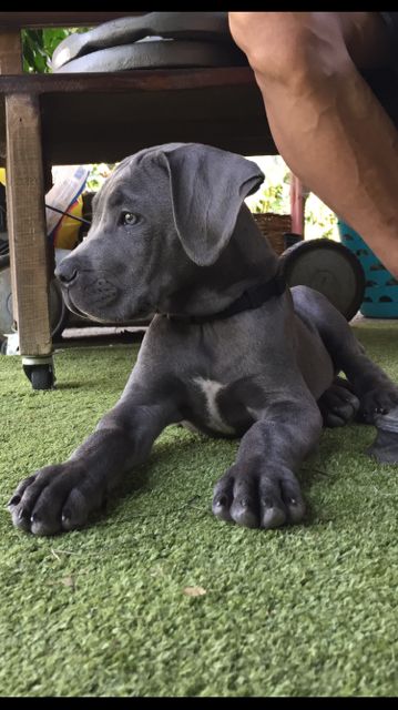 Cane Corso Grey, Blue Cane Corso, Chien Cane Corso, White Labrador, Cane Corso Puppies, Cane Corso Dog, Corso Dog, Blue Pits, Dream Dog