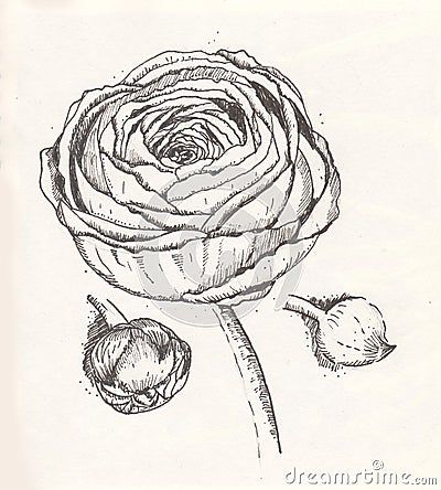 Ranunculus Flower, Graphic Drawing, Black And White Graphic, Flower Stock, Paper Illustration, Artist Drawing, Ranunculus, White Paper, Flower Drawing