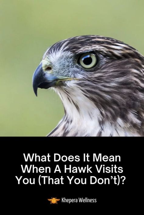 Spiritual Meaning Of Hawk, Hawk Symbolism Meaning, Hawk Meaning Spirit Animal, Hawk Spirit Animal Meaning, Birds Symbolism, Hawk Meaning, Hawk Symbolism, Hawk Spirit Animal, Spirit Animal Meaning