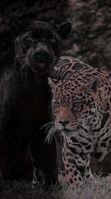 Black Panther Cat Aesthetic, Big Cats Aesthetic, Black Jaguar Animal, Jaguar Animal, Black Jaguar, Animal Cat, Majestic Animals, Cat Aesthetic, Leopards